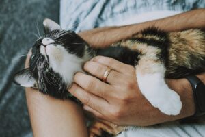pet terapy
